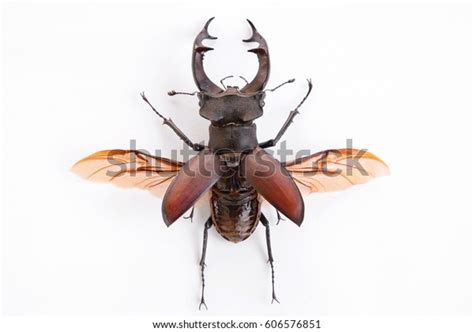 High Resolution Image Stag Beetle Spread Stock Photo Edit Now