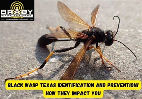 Black Wasp Texas Identification And Prevention How They Impact You