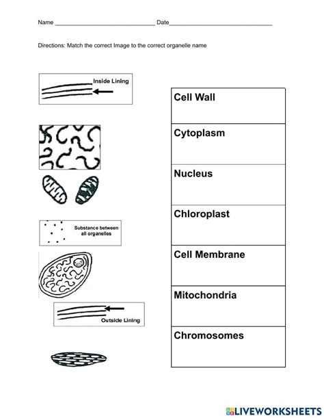 Cell Organelle Activity