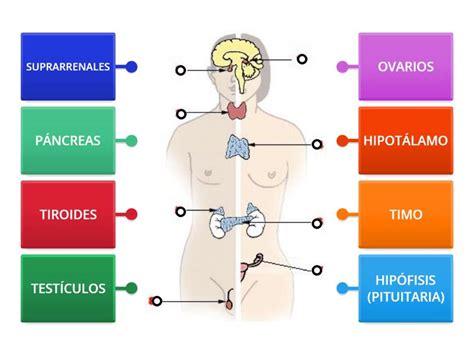 Sistema Endocrino-glándulas - Labelled diagram