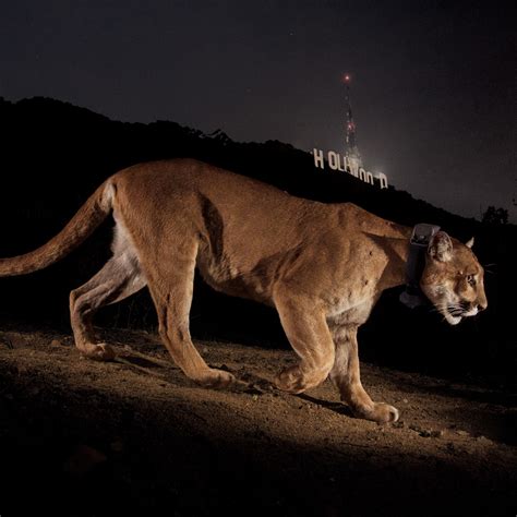 Hollywood Sign Mountain Lion NWF Launches #SaveLACougars Campaign