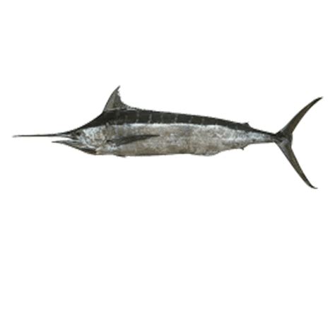 Fresh Blue Marlin Kajiki Tropic Fish Hawaii