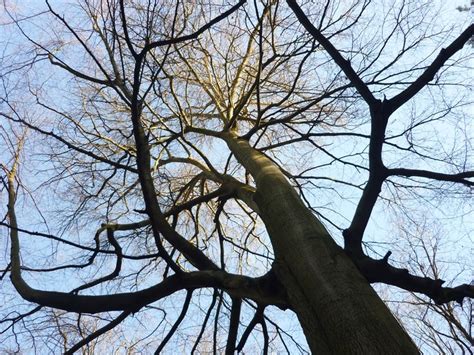 Pin By Saesae On Solvivbex Beech Tree Forest Cathedral