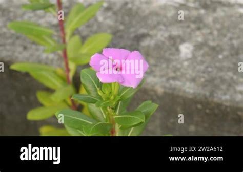 Rosy Periwinkle Stock Videos Footage Hd And K Video Clips Alamy