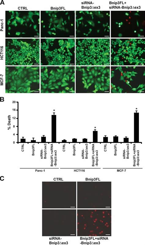 Knockdown Of Bnip3Δex3 Sensitizes Cancer Cells To Bnip3fl Induced Cell