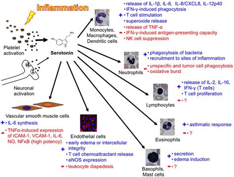 Frontiers The Effects Of Serotonin In Immune Cells Cardiovascular