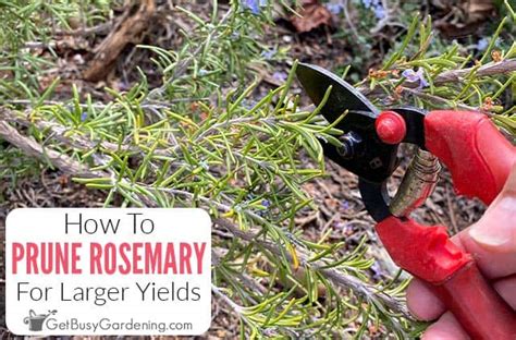 How To Prune Rosemary To Promote Growth Maximize Yield