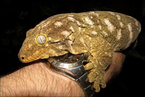 New Caledonian Giant Gecko Jonathans Jungle Roadshow