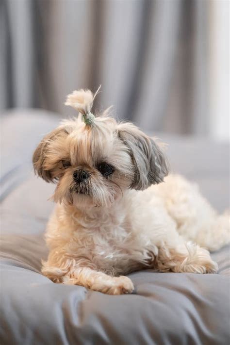 A Cute Fluffy Purebred Shih Tzu Shitzu Dog Adorable Light Puppy Shi