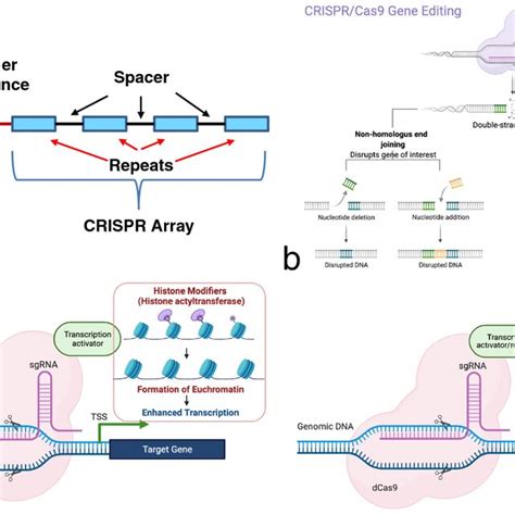 Different Crispr Cas Endonucleases And Their Action On Dna Helix A