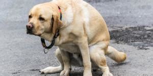 Giardia en perros Síntomas contagio y tratamiento