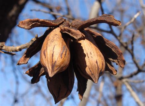 Western Pecan Production Shortcourse Pacific Nut Producer Magazine