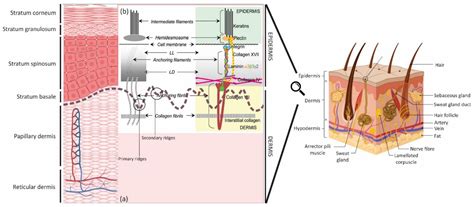 Bioengineering Free Full Text The Importance Of Mimicking Dermal