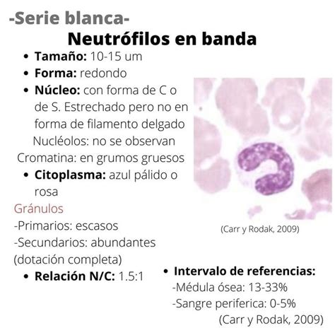 Banda O Cayado Hematolog A Histolog A Eritrocitos