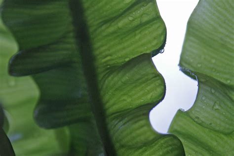 Curly Leaf Fern Flickr Photo Sharing