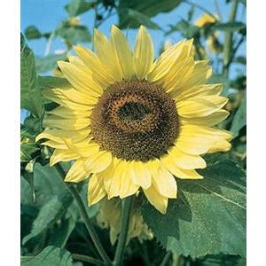 Croplan Sunflower Seeds (Mycogen NuSun Clearfield Alternative) | Seed World