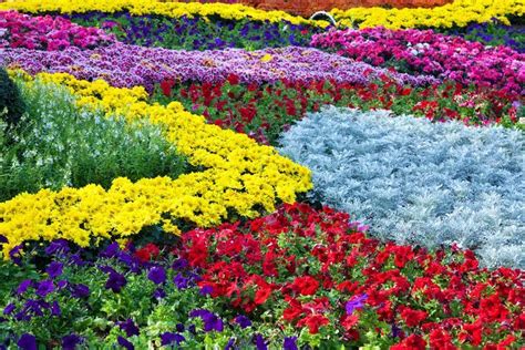 colorful flower bed garden design