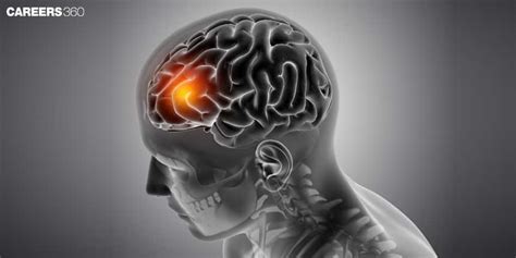 Pineal Gland- Definition, Function, Disorders & Anatomy