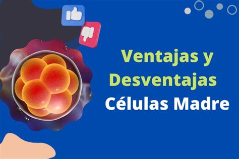 Ventajas Y Desventajas De Las C Lulas Madre