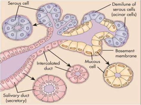 Salivary gland histology | PPT