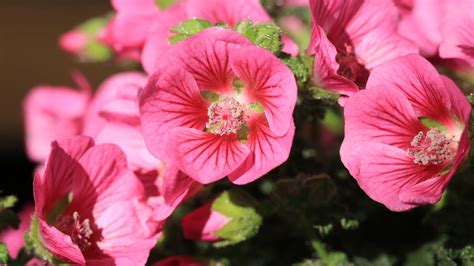 Anisodontea Plantation Entretien Soin Le Parisien