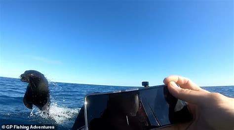 Heart Stopping Moment Great White Shark Crashes Into Kayaker And Almost