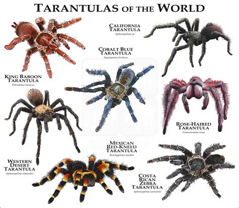 Desert Tarantulas