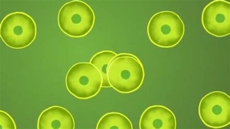 Cell division animation | Exrit.Com