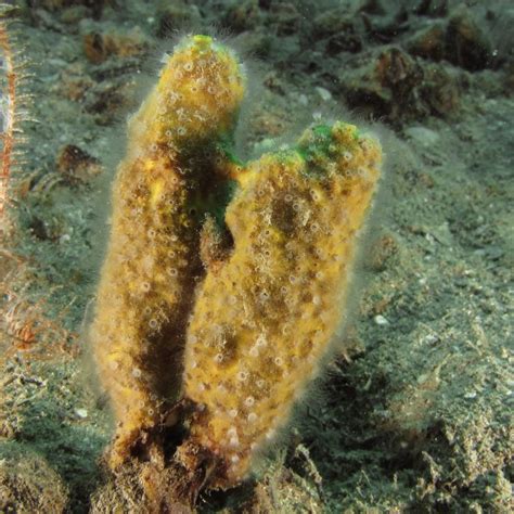 Medusa Delle Spugne Biologia Marina Del Mediterraneo