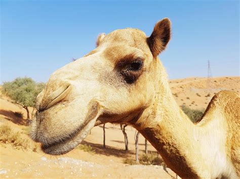 Premium Photo Close Up Of Giraffe Against Clear Sky