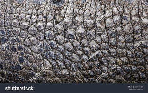 Close Texture Alligator Skin Stock Photo 389909407 Shutterstock