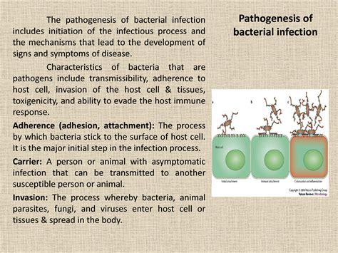 Solution Pathogenesis Of Bacterial Infection Studypool