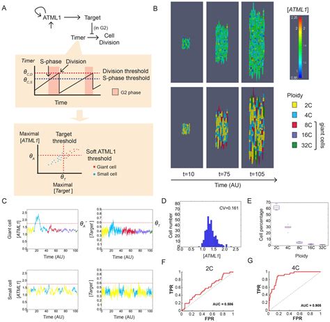 Figures And Data In Fluctuations Of The Transcription Factor Atml