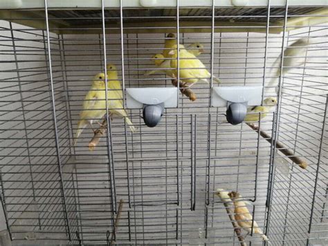 Healthy Yellow Canary | Birds for Rehoming | City of Toronto | Kijiji