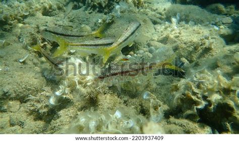 Striped Red Mullet Surmullet Mullus Surmuletus Stock Photo