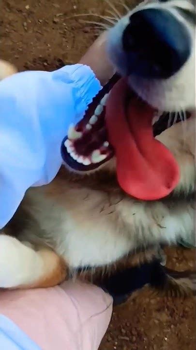 Знакомьтесь! Это Руби🐶 Слишком добрая - YouTube