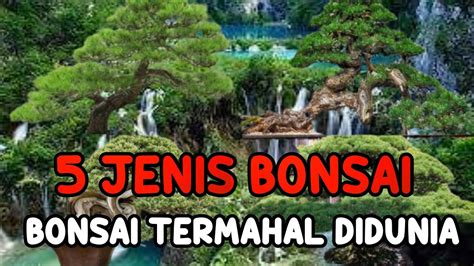 5 JENIS BONSAI DUNIA TERMAHAL SALAH SATU HARGANYA SELANGIT YouTube