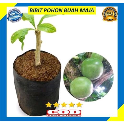 Jual Bibit Pohon Maja Pohon Berenuk Bibit Stek Batang Pohon Maja