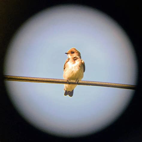 A photogenic Northern Rough-winged Swallow : r/birding
