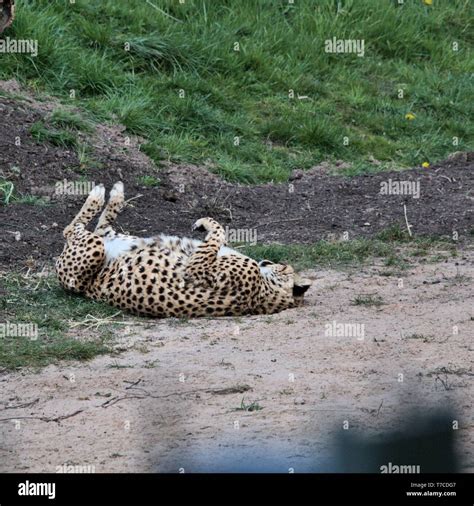 A Picture Of A Cheetah Lying Down Stock Photo Alamy