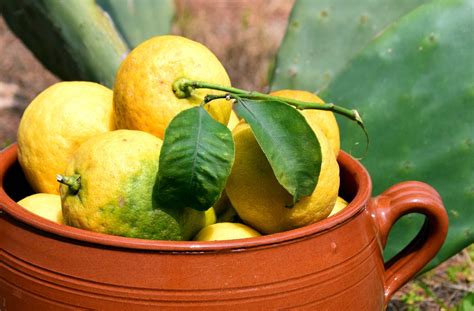 Potted lemon trees: care, pruning and re-potting container lemons