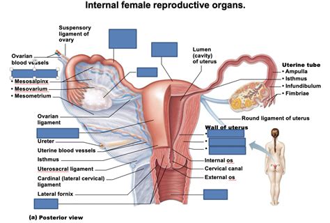 Internal Organs Of Female Reproductive System Diagram Quizlet