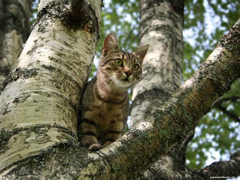 Кот на дереве (20 фото) 😅 pichold.ru