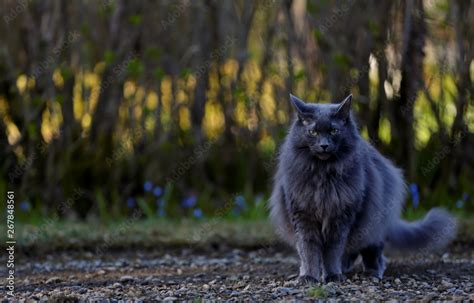 Blue Norwegian Forest Cat