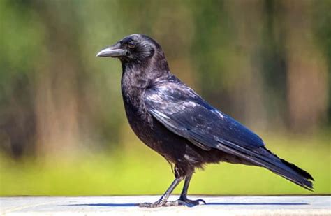 American Crow Description Habitat Image Diet And Interesting Facts