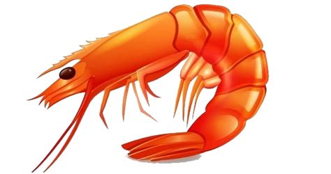 Collection Of Shrimp Hd Png Pluspng