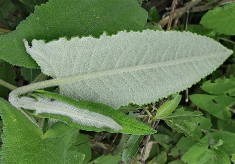 Salvia Sagittata Arrowleaf Sage North Carolina Extension Gardener