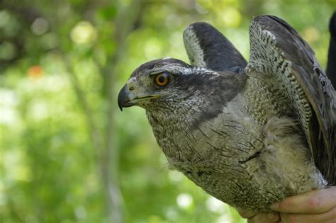 Northern Goshawk - NDOW