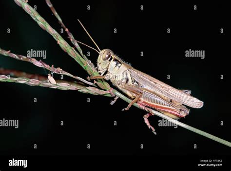 Grasshopper Melanoplus Sp On Stem Side View Western North America