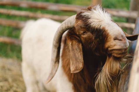 Boer Goat Breed Profile Information Guide Agri Farming